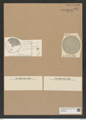 Eupodiscus trioculatus Grev. (de-Toni-Nr.: Genus 177, Species 4463) Zeichnungen Sammlung Grunow Nr. 8031 (NHMW-BOT-W0377339)